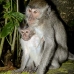 monkey_macaque_balinese_mf_ubud_v_0590_bal0596.jpg